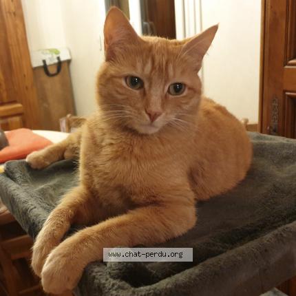 Photo 1/1 PEPSI Chat lost in Grigny