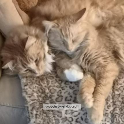 Foto van vermiste kat in De Panne