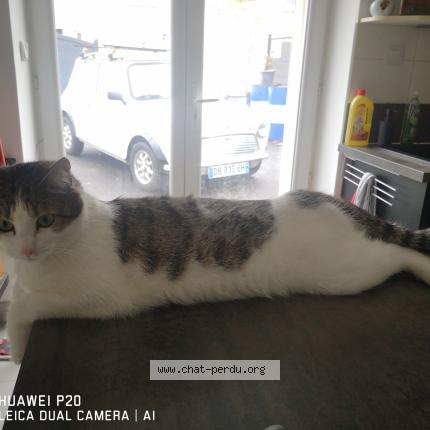 Photo 1/1 Fripouille Chat lost in Quimperle