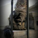 Picture of cat lost at Mons Celas