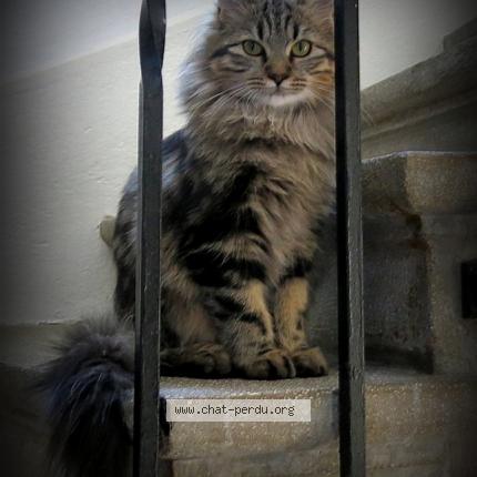 Photo 1/1 Chloé Chat lost in Mons celas