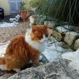 Picture of cat lost at Eguilles Les Figons
