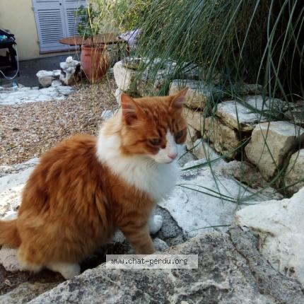 Photo 1/1 Rouxroux Chat lost in Eguilles les figons