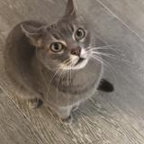 Picture of cat lost at Allauch