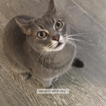 Photo 1/1 Luna Chat lost in Allauch