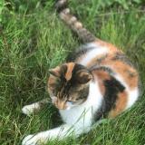 Picture of cat lost at Nozay