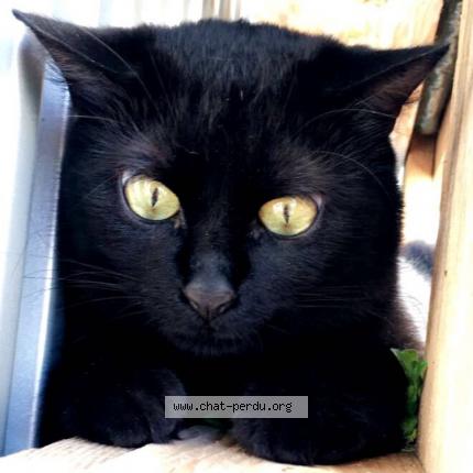 Photo 1/1 Rio Chat lost in Bayonne