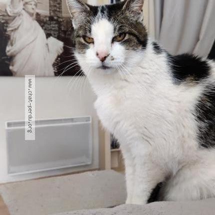 Photo 1/1 Luna Chat lost in Cornillon confoux