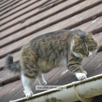 Photo 1/2 Mooko Chat lost in Montbazon