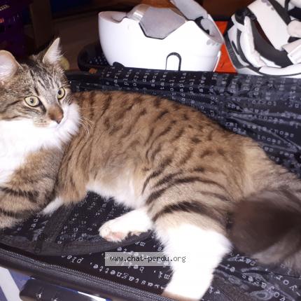 Photo 2/2 Mooko Chat lost in Montbazon