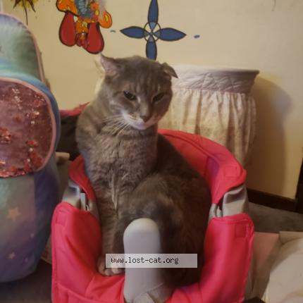 Photo 1/1 Reunited cat Lost in Milwaukee
