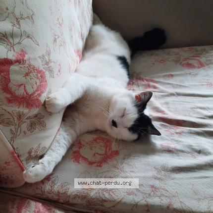 Foto van vermiste kat in Forest Vorst