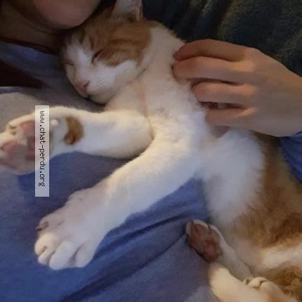 Foto einer verlorenen Katze in Bassins