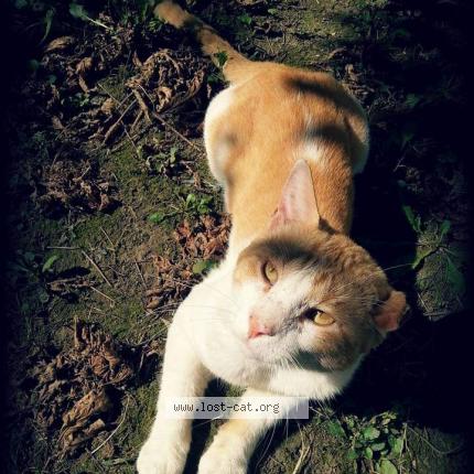 Picture of cat lost at Oakland