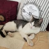 Picture of cat lost at Villeneuve Les Beziers