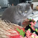 Picture of cat lost at Vias