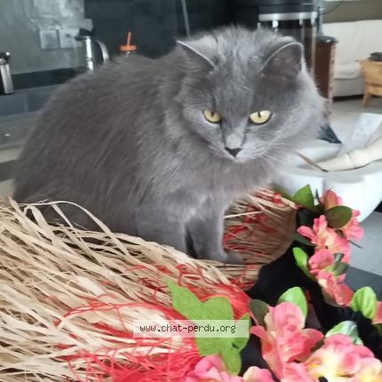 Photo 1/1 Margotte Chat lost in Vias