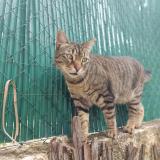 Picture of cat lost at Montpellier