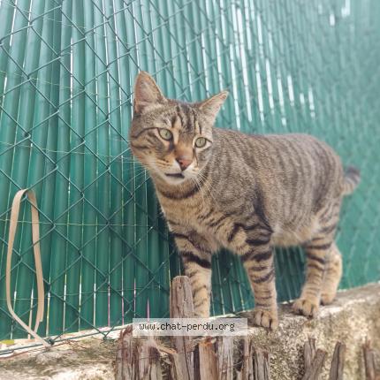 Photo 1/1 Marty Chat lost in Montpellier