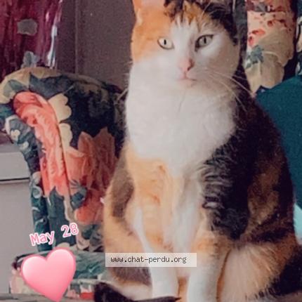 Foto 1/1 Kat teruggevonden Vermist in Flobecq