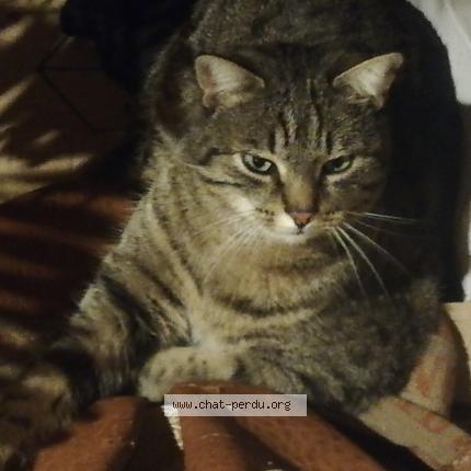 Photo 1/1 Nathalie JEANNE Chat lost in Boujan sur libron