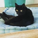 Picture of cat lost at Yermenonville