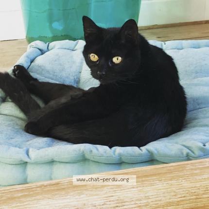 Photo 1/1 Mouche Chat lost in Yermenonville