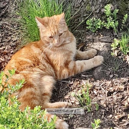 Photo 1/1 Milo Chat lost in Mansfield