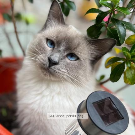 Foto 1/1 Kat teruggevonden Vermist in Bruxelles