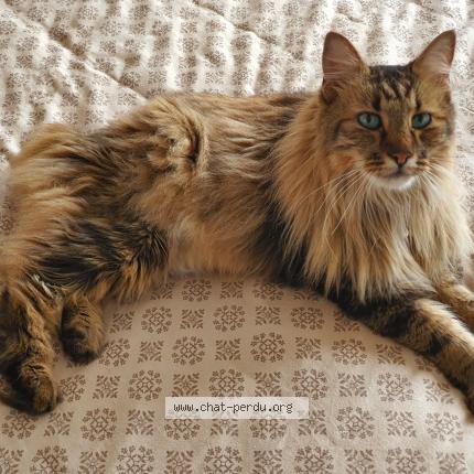 Foto einer verlorenen Katze in Morat