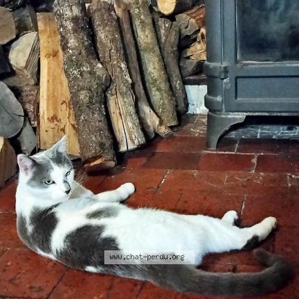 Photo 1/1 Marmotte Chat lost in Marigny l eglise