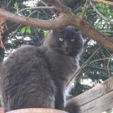 Picture of cat lost at Le Muy