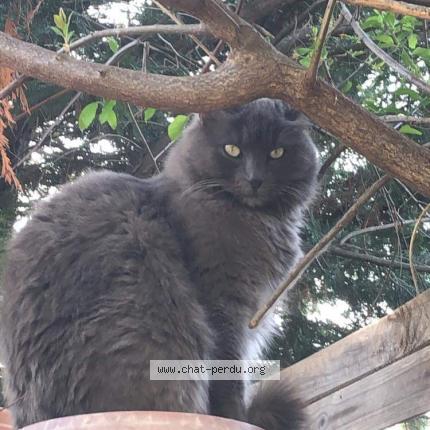 Photo 1/1 Minnie Chat lost in Le muy