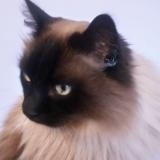 Picture of cat lost at Redon