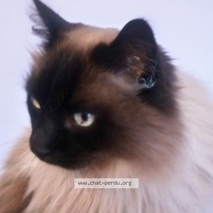 Photo 1/1 Itac Chat lost in Redon