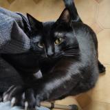 Picture of cat lost at Orly