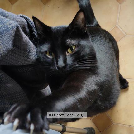 Photo 1/1 Raiden Chat lost in Orly