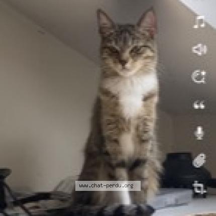 Foto van vermiste kat in Liege