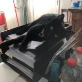 Picture of cat lost at Irigny