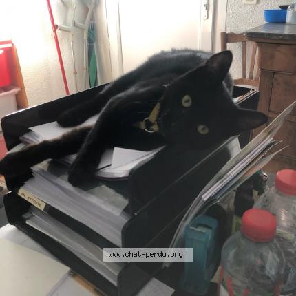 Photo 1/1 Titi Chat lost in Irigny