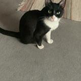 Picture of cat lost at Toulouse