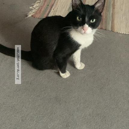 Photo 1/1 Natxo Chat lost in Toulouse