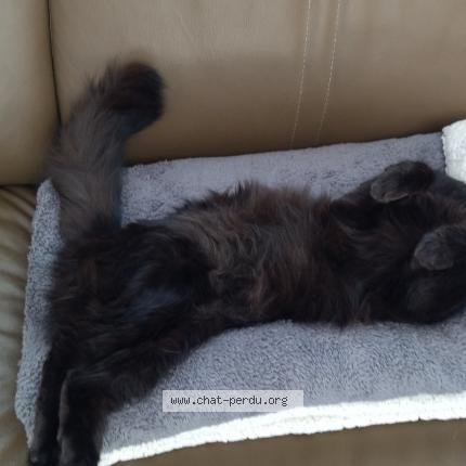 Photo 1/2 Shanna Chat lost in Vertou