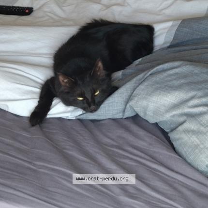 Photo 2/2 Shanna Chat lost in Vertou