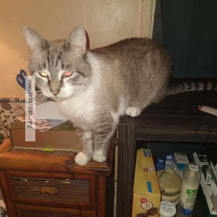 Photo 1/2 Reunited cat Lost in Jacksonville