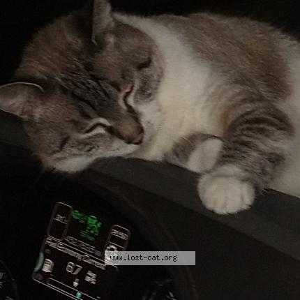 Photo 2/2 Reunited cat Lost in Jacksonville