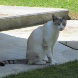 Picture of cat lost at Lezignan