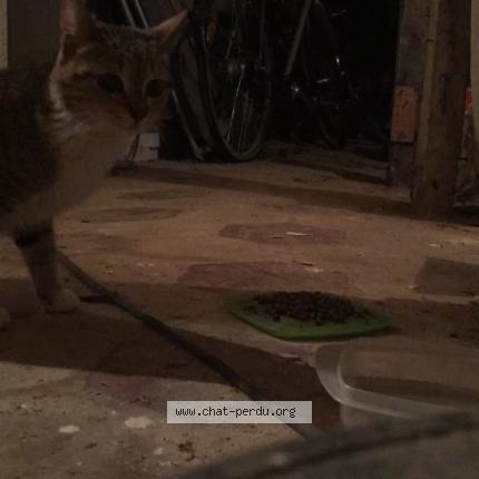 Foto 1/1 Kat teruggevonden Gevonden in Etterbeek