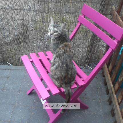Foto 1/2 Callypso Katze verloren in Berdorf