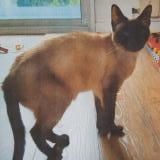 Picture of cat lost at Bordeaux